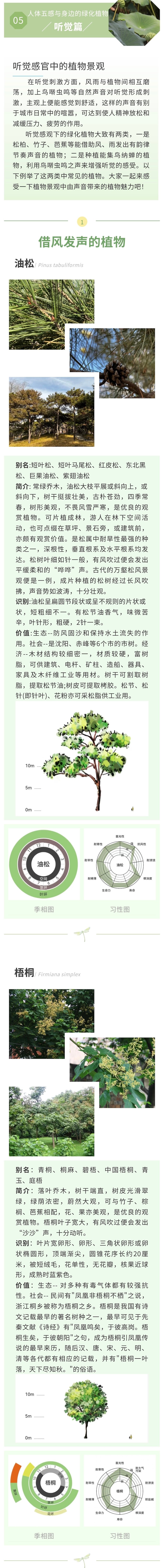人体五感与身边的绿化植物——听觉篇-1.jpg